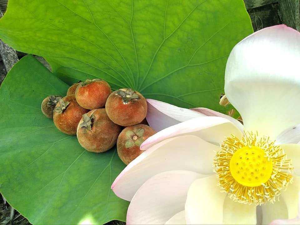 Ayutthaya Garden River Home Ban Bang Krasan Екстер'єр фото
